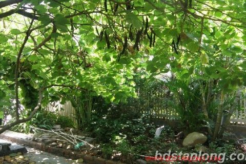 4 bedrooms Villa in Tay Ho, Ha Noi, No. 7971 8