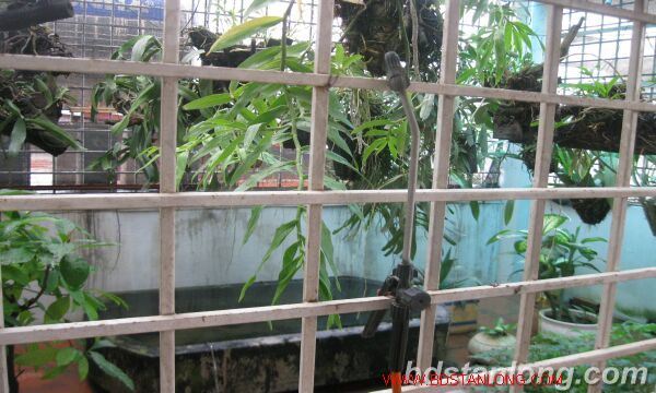 4 bedrooms House in Tay Ho, Ha Noi, Vietnam No. 8760