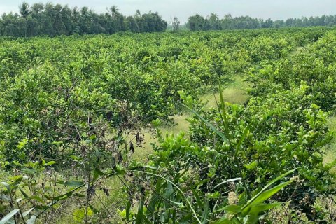 1000m2 Land in  No. 17811 4
