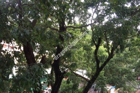 Квартира 45м2 в Район 3, Хошимин ,  № 15160 2