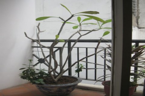 3 bedrooms Apartment in Ba Dinh, Ha Noi, No. 7498 15