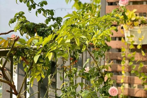 2 bedrooms Apartment in VISTA VERDE
in Ho Chi Minh, No. 23330 4